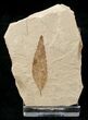 Unidentified Fossil Leaf - Green River Formation #16834-1